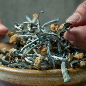 dried golden teacher psilocybin mushrooms