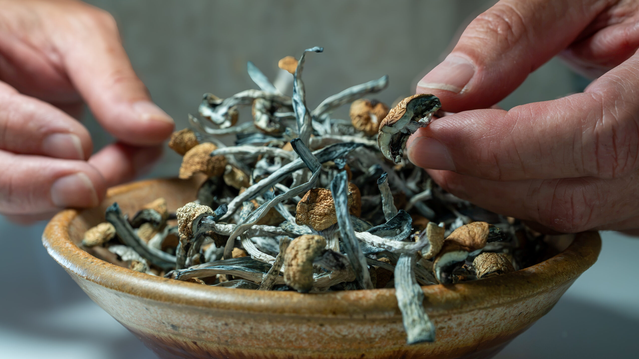 dried golden teacher psilocybin mushrooms